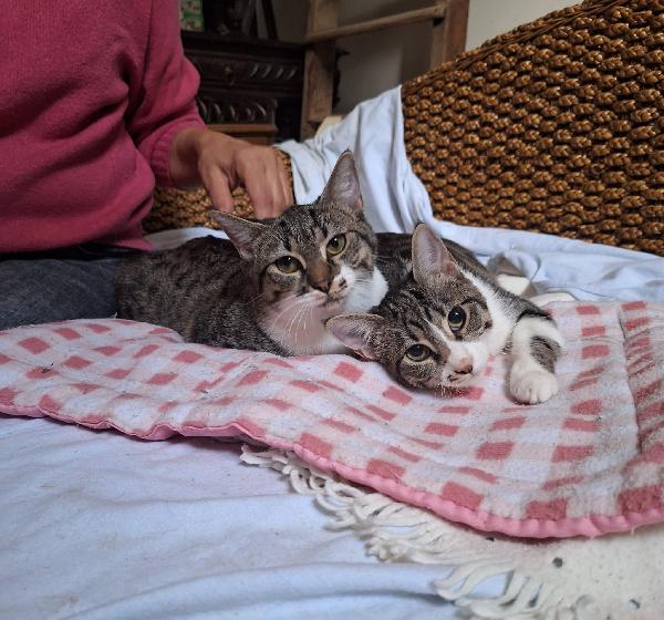 Onda e Mare sorelline 6 mesi Foto 5